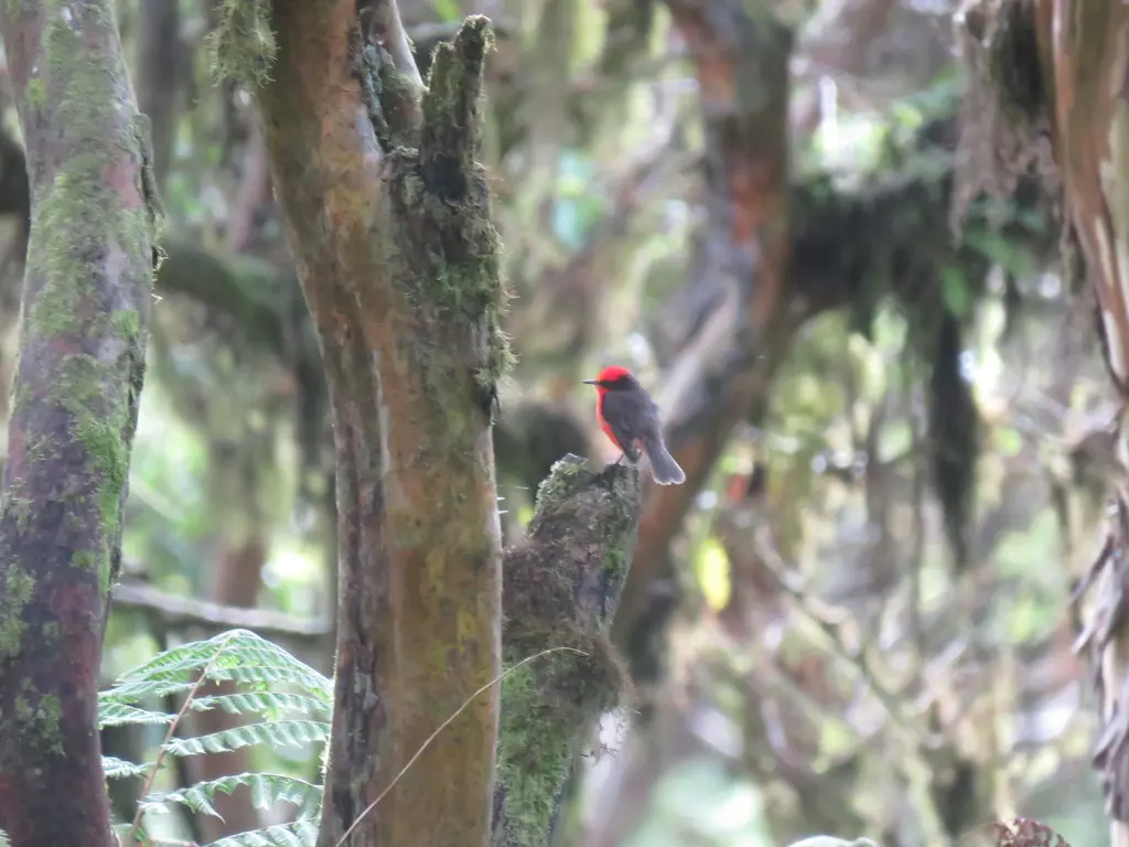 小朱红霸鹟(Pyrocephalus nanus)
