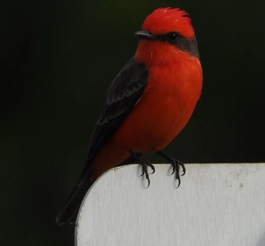 猩红霸鹟(Pyrocephalus rubinus)