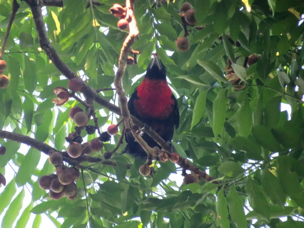 红领果伞鸟(Pyroderus scutatus)