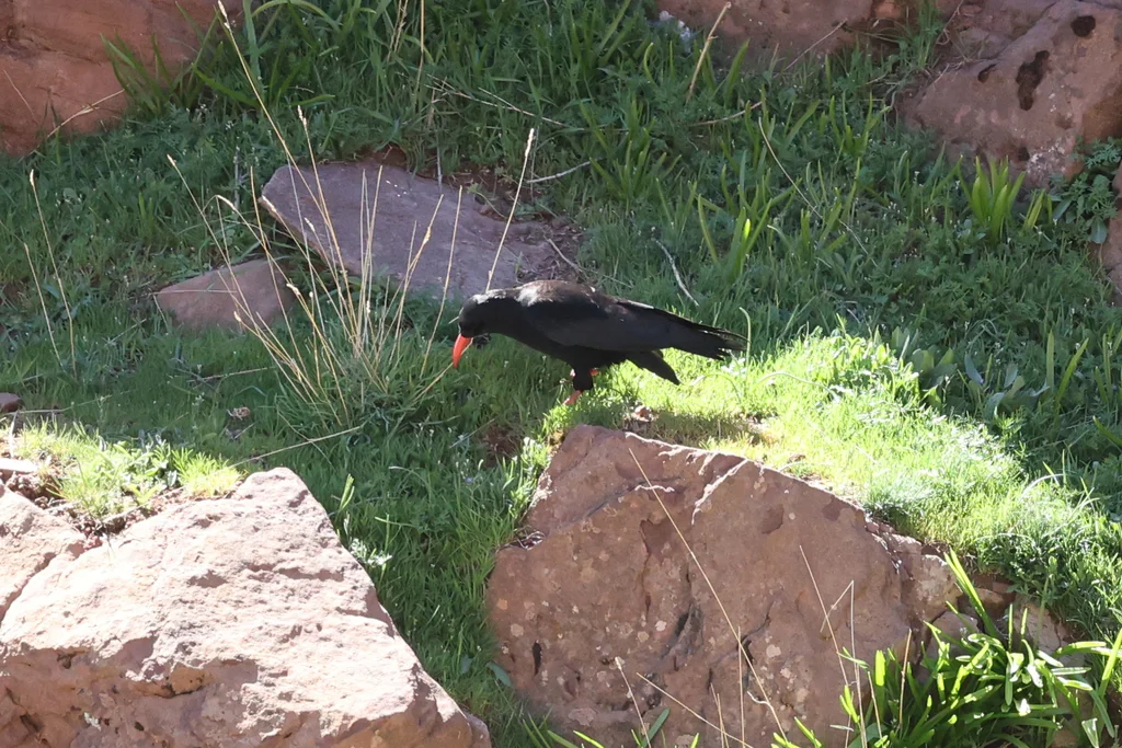 红嘴山鸦（Pyrrhocorax pyrrhocorax）