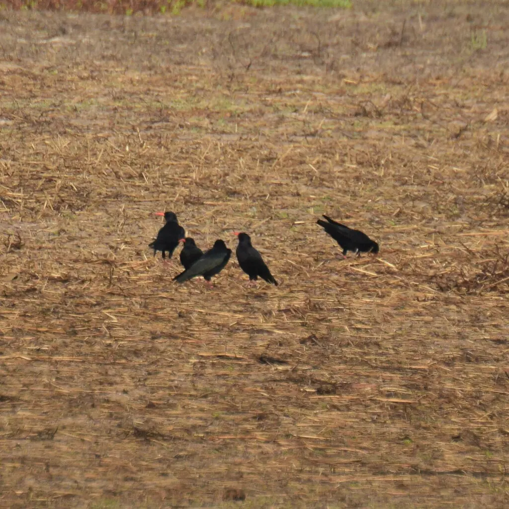红嘴山鸦（Pyrrhocorax pyrrhocorax）