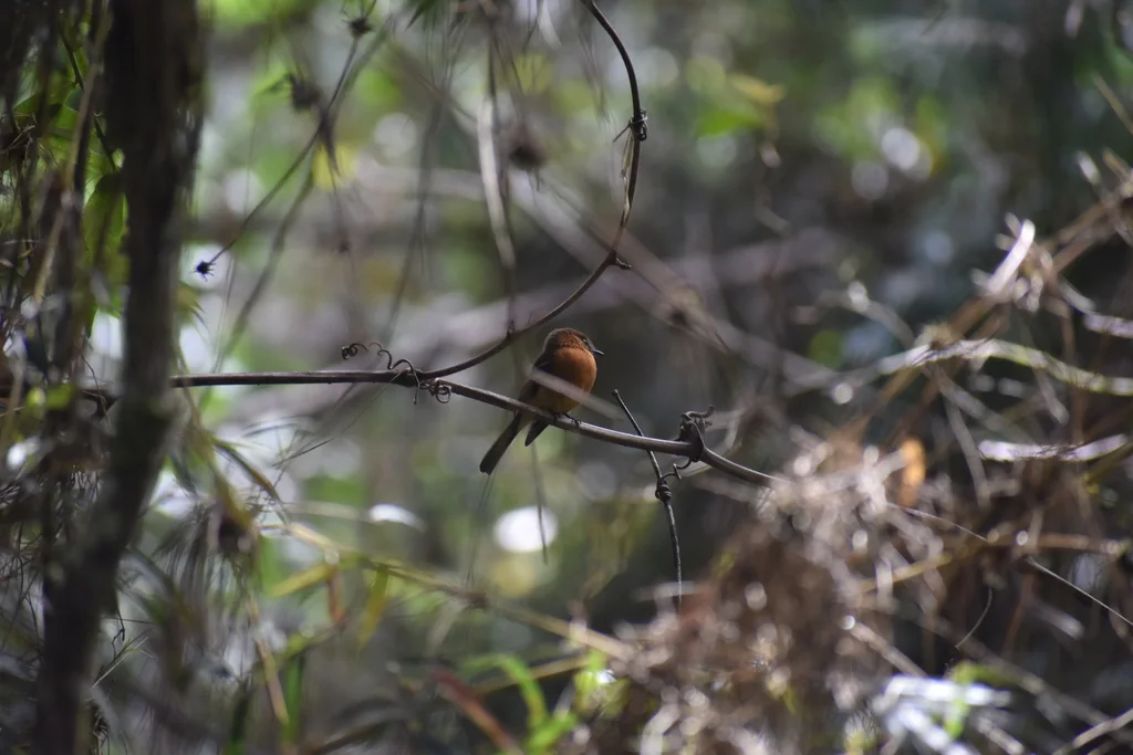 桂红霸鹟(Pyrrhomyias cinnamomeus)