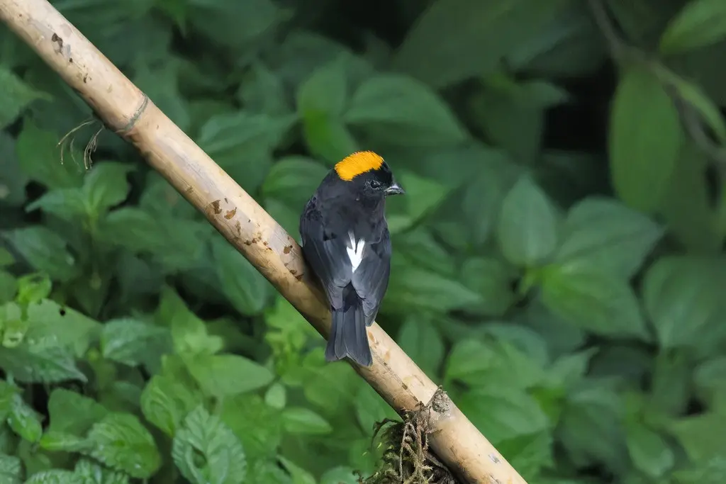 金枕黑雀(Pyrrhoplectes epauletta)