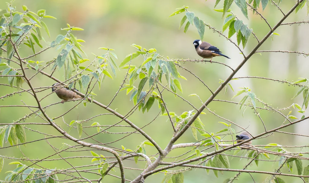 白颊灰雀(Pyrrhula leucogenis)