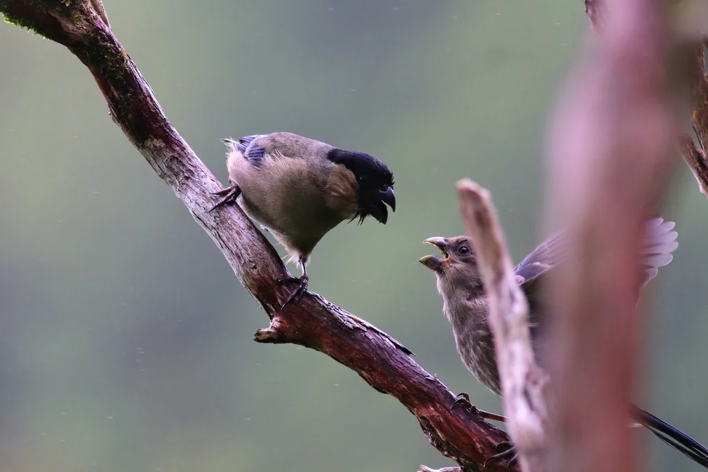 亚速尔灰雀(Pyrrhula murina)