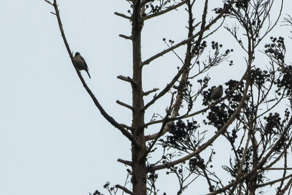 亚速尔灰雀(Pyrrhula murina)