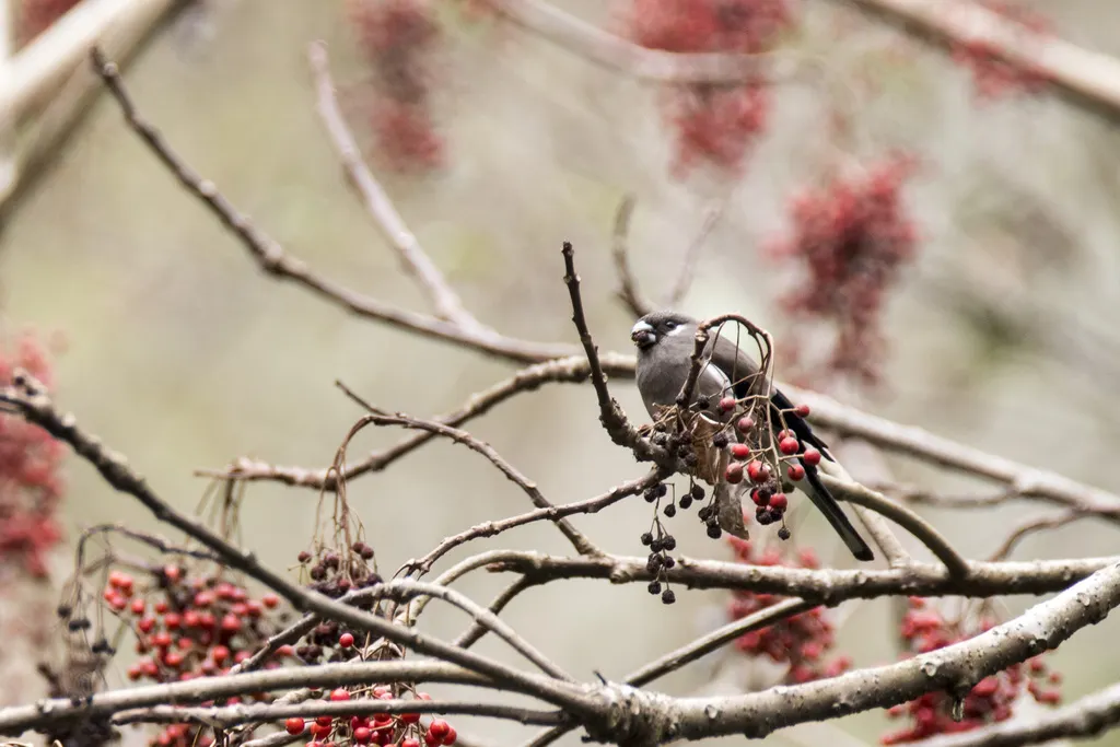 褐灰雀(Pyrrhula nipalensis)