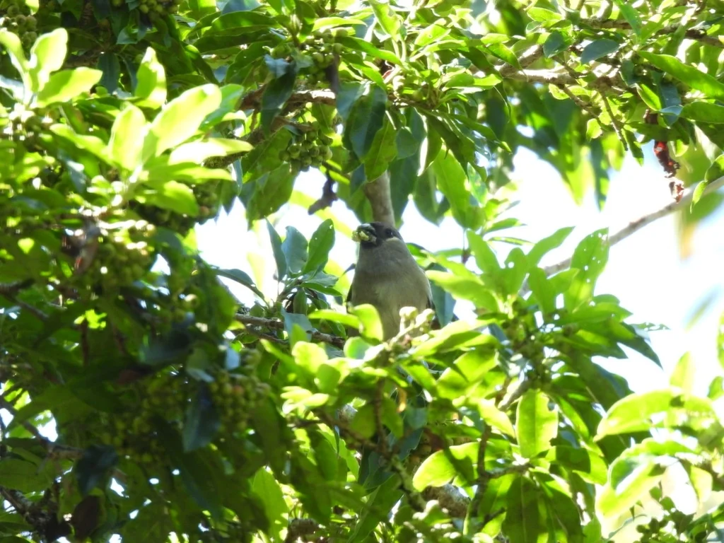 褐灰雀(Pyrrhula nipalensis)