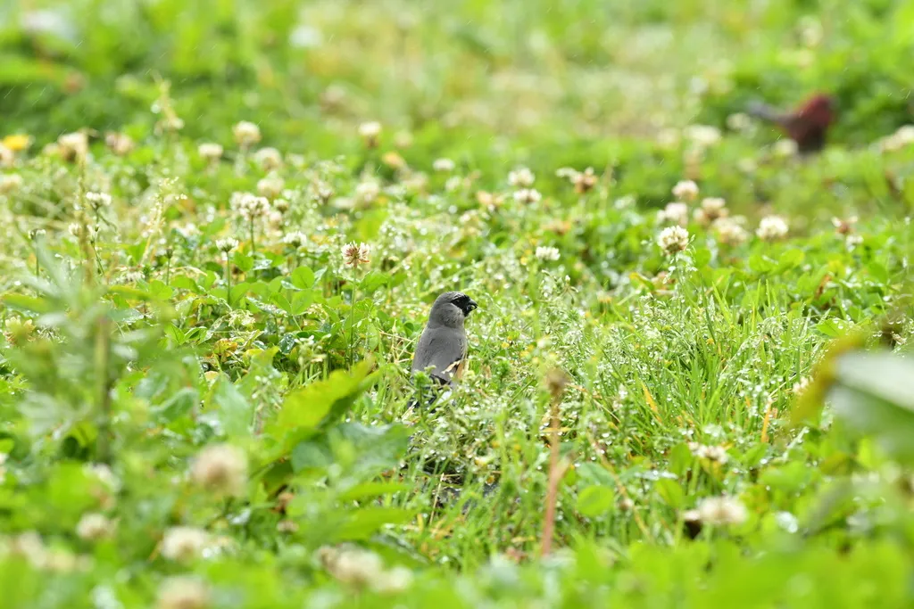 台湾灰头灰雀(Pyrrhula owstoni)