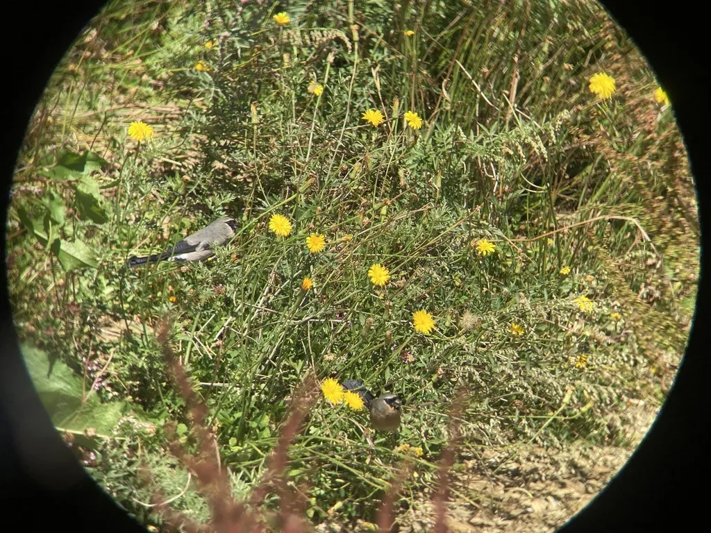 台湾灰头灰雀(Pyrrhula owstoni)
