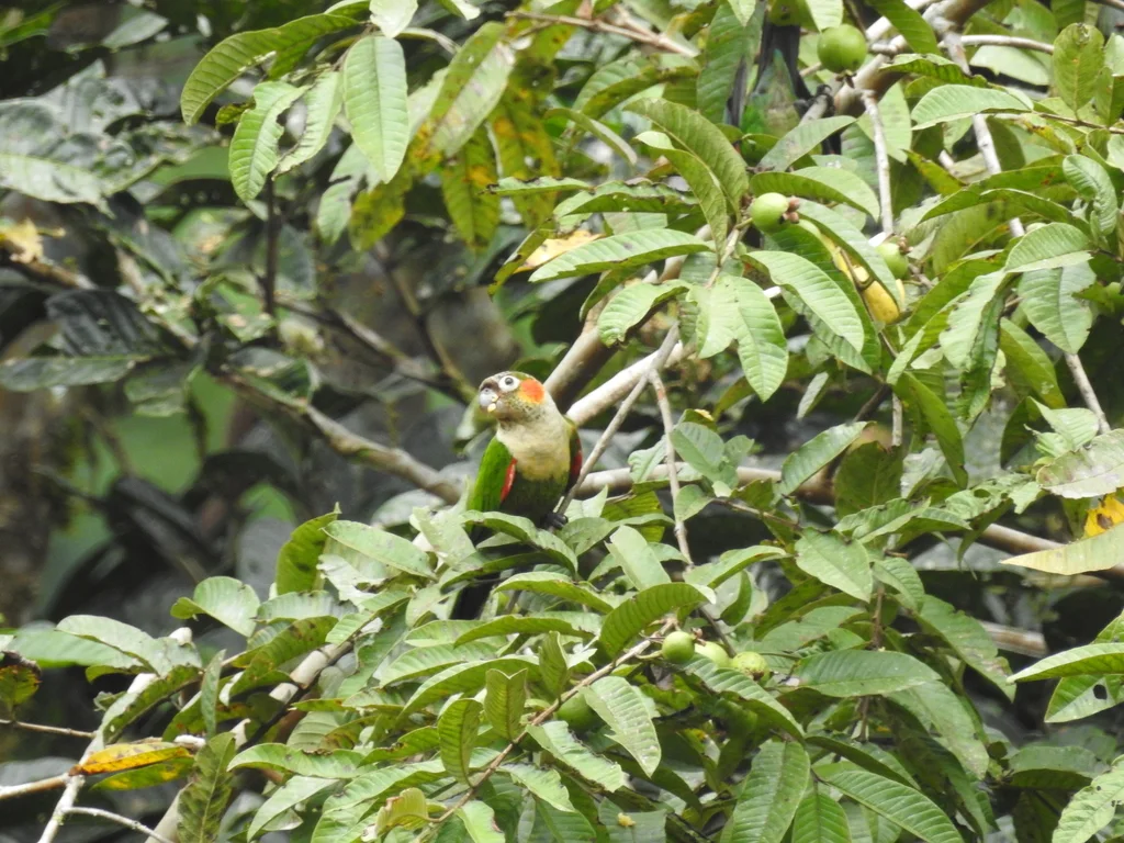白颈鹦哥（Pyrrhura albipectus）
