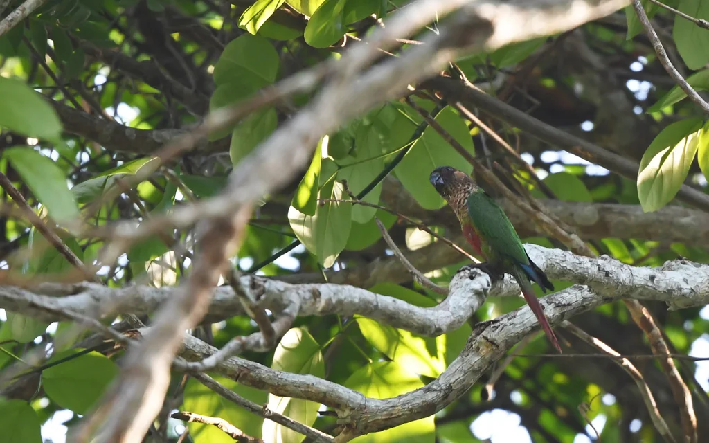 圣塔伦鹦哥(Pyrrhura amazonum)