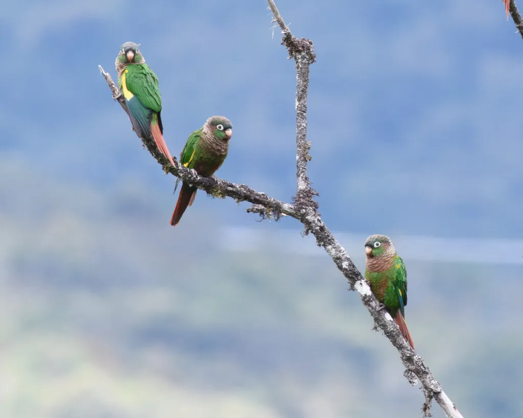褐胸鹦哥(Pyrrhura calliptera)