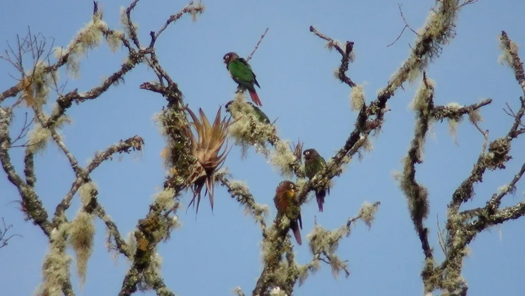 褐胸鹦哥(Pyrrhura calliptera)