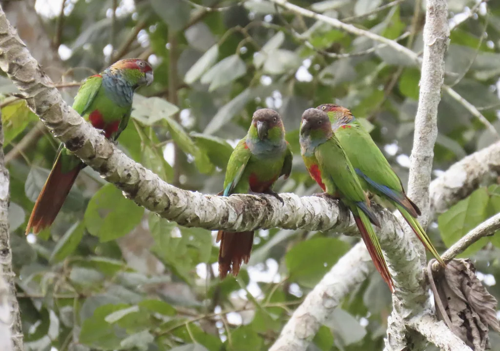 蓝喉鹦哥（Pyrrhura cruentata）
