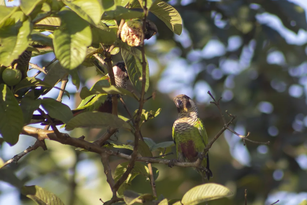 栗腹鹦哥(Pyrrhura griseipectus)