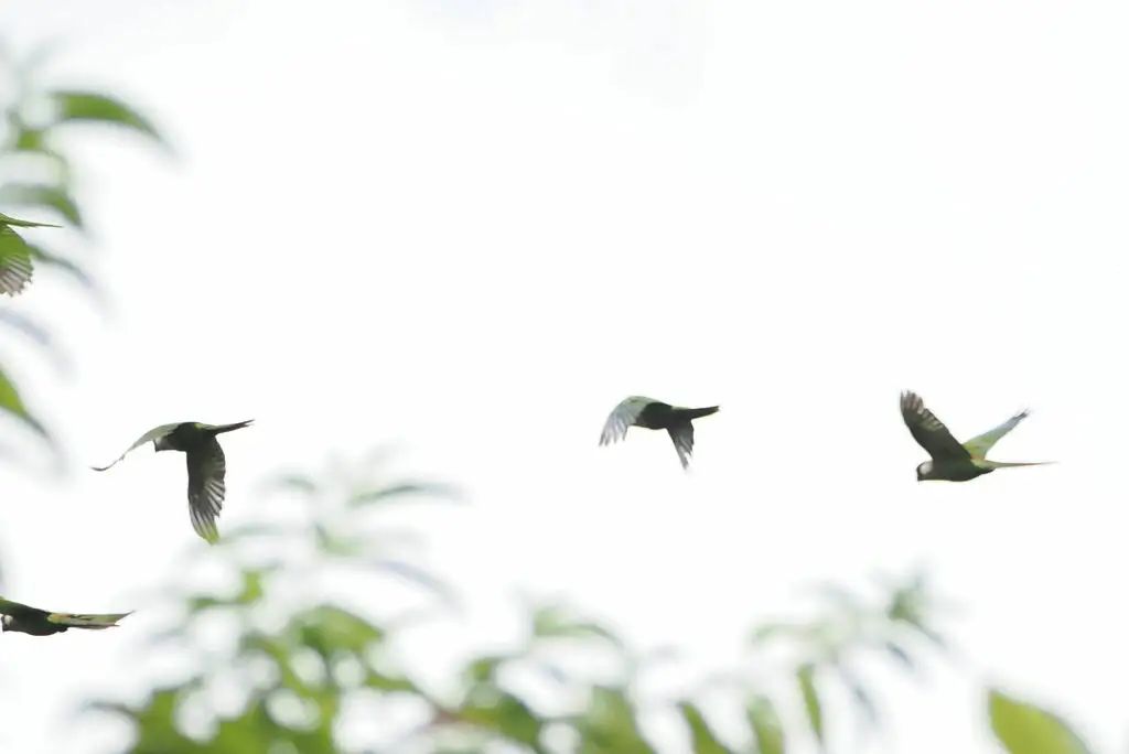 栗腹鹦哥(Pyrrhura griseipectus)