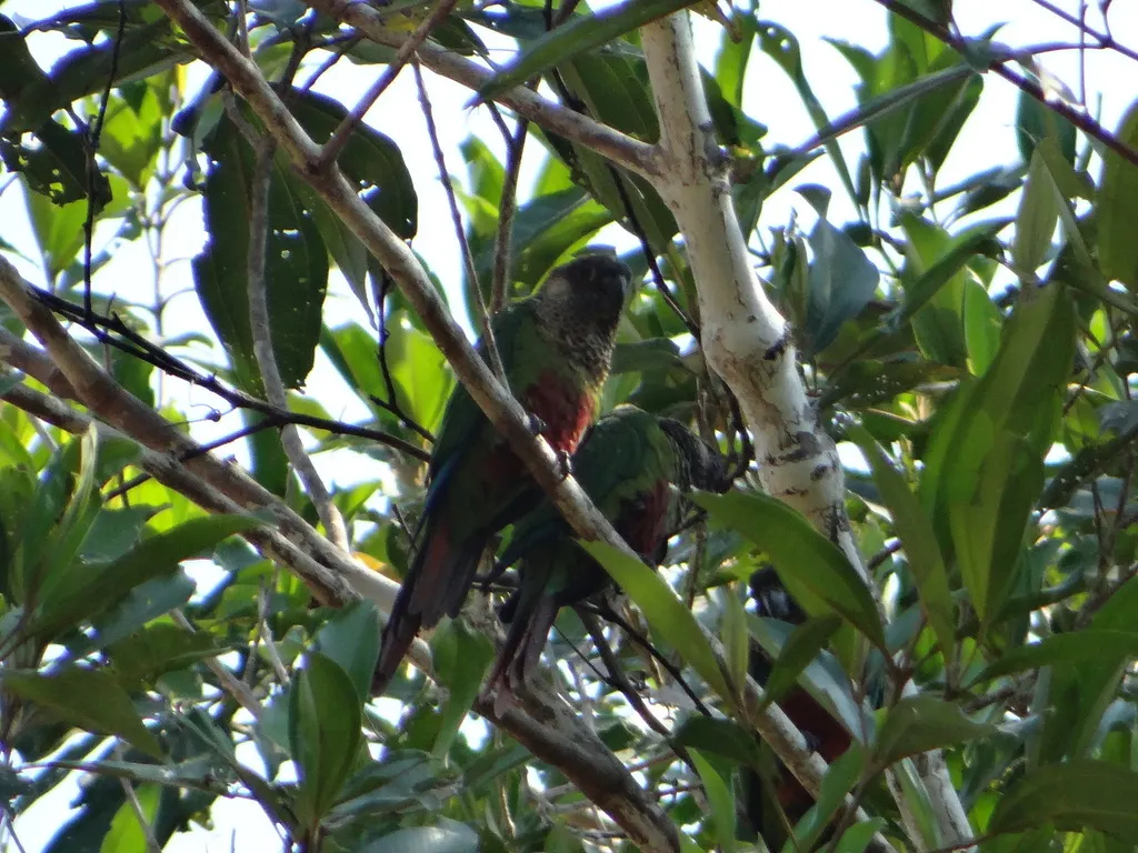 波氏鹦哥（Pyrrhura lucianii）