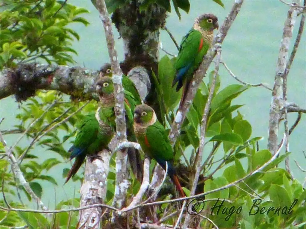 栗尾鹦哥(Pyrrhura melanura)
