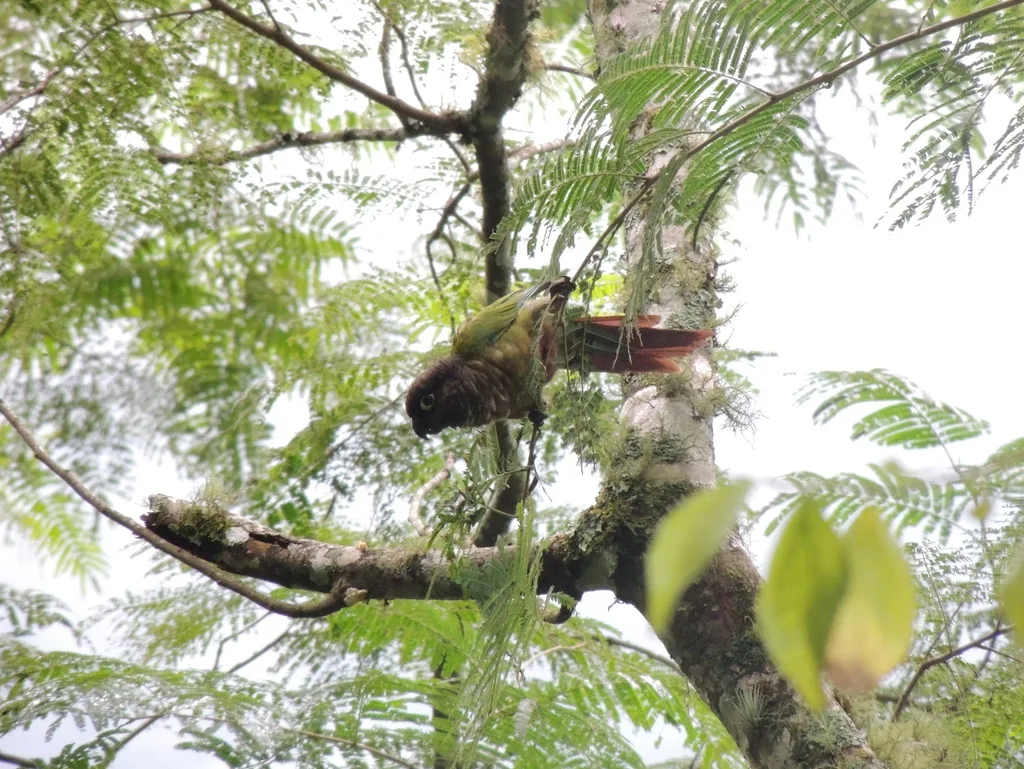 绿颊锥尾鹦哥（Pyrrhura molinae）