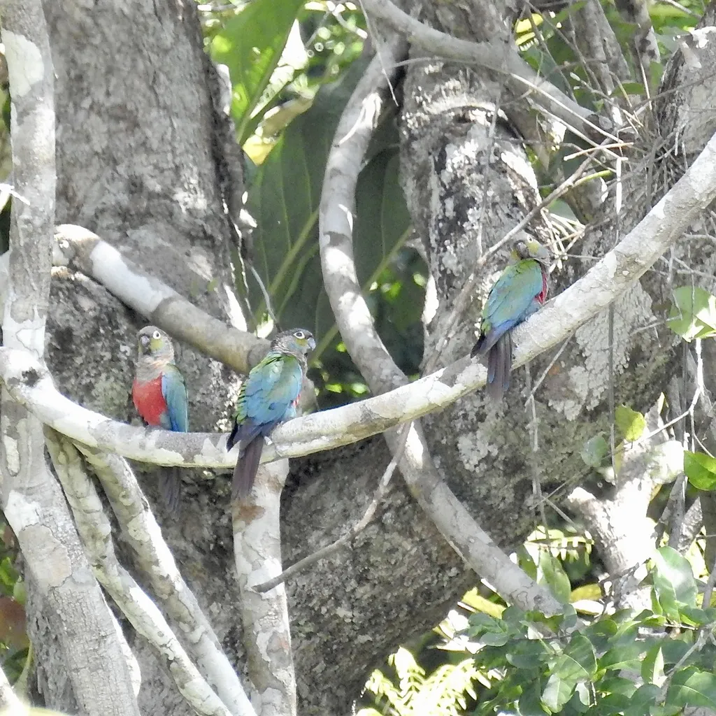 珠颈鹦哥（Pyrrhura perlata）