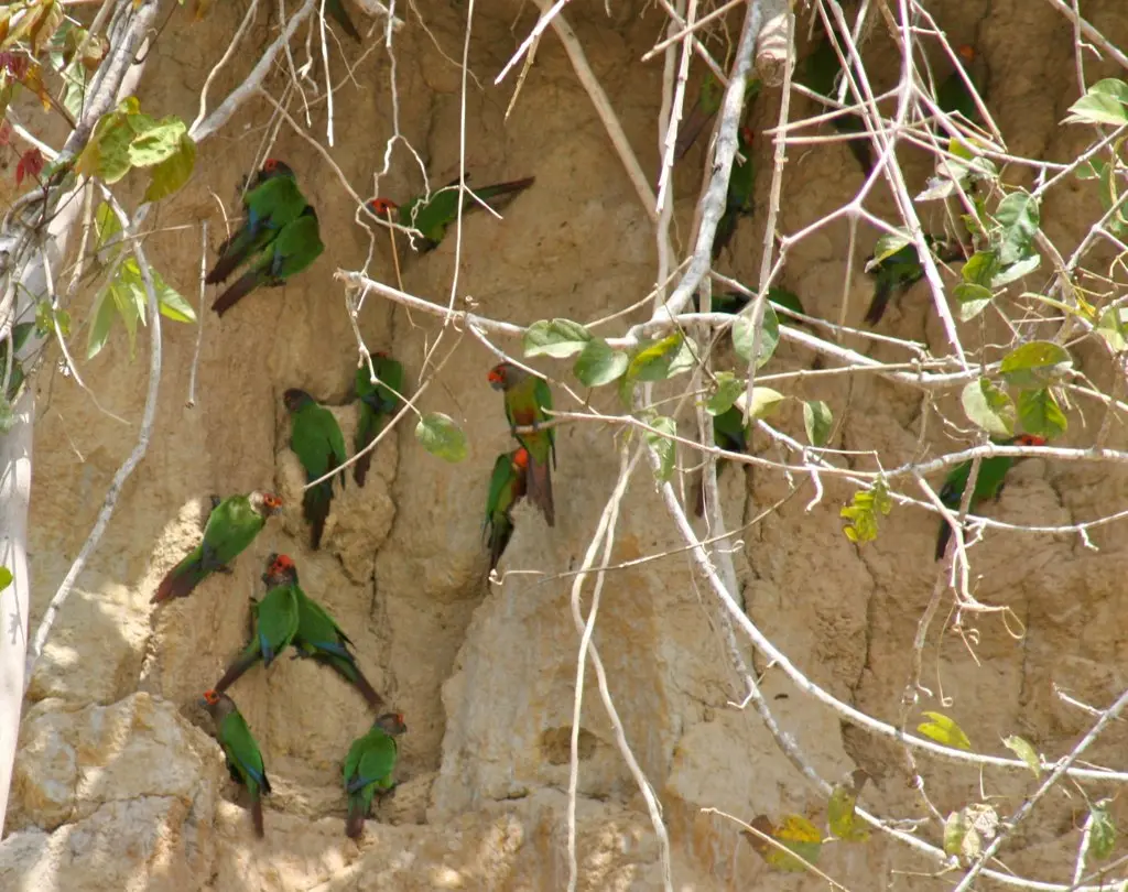 赤额鹦哥（Pyrrhura roseifrons）