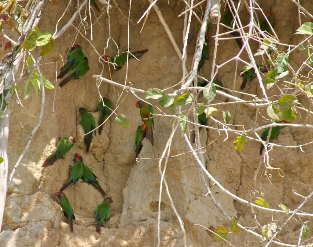 赤额鹦哥（Pyrrhura roseifrons）