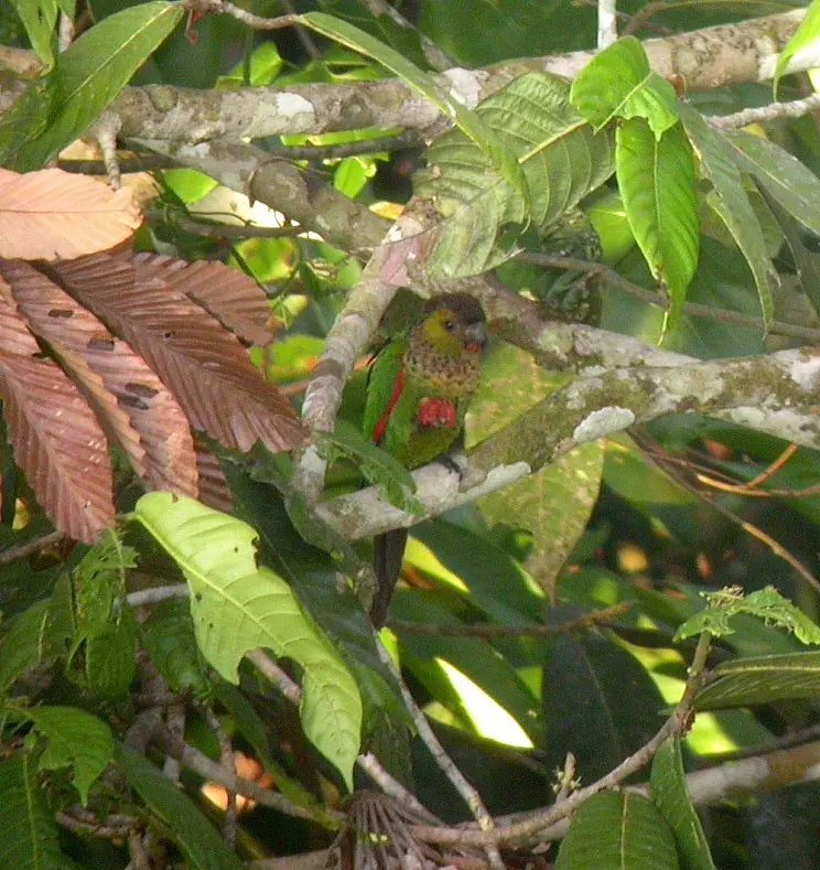 黑顶鹦哥（Pyrrhura rupicola）