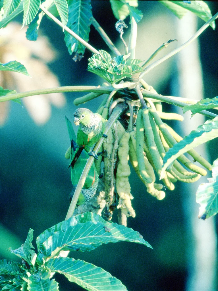 黑顶鹦哥（Pyrrhura rupicola）