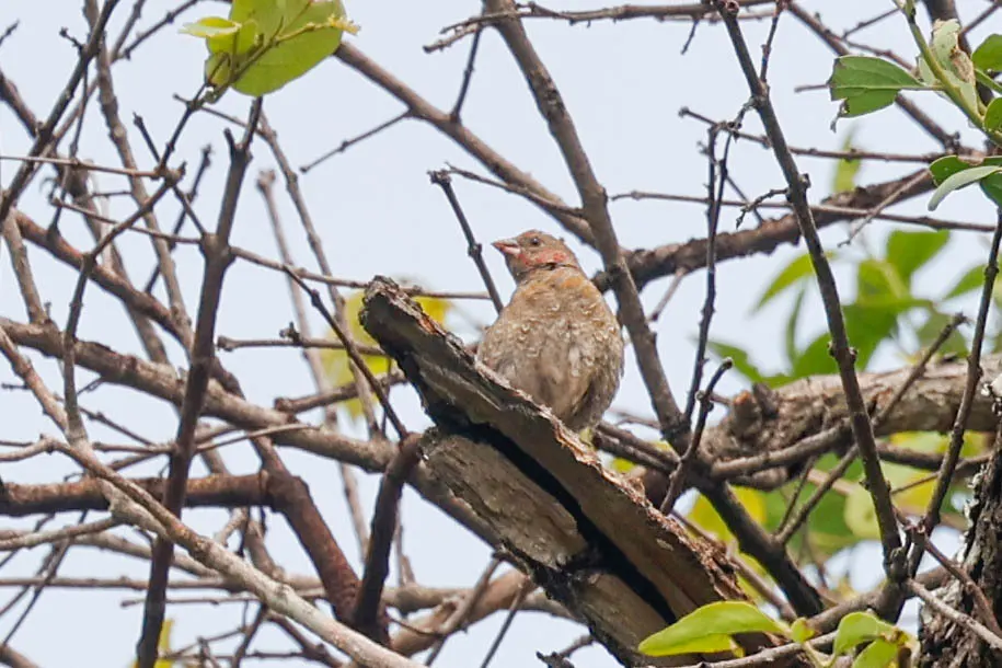 橙翅斑腹雀(Pytilia afra)