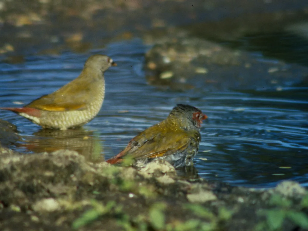 橙翅斑腹雀(Pytilia afra)