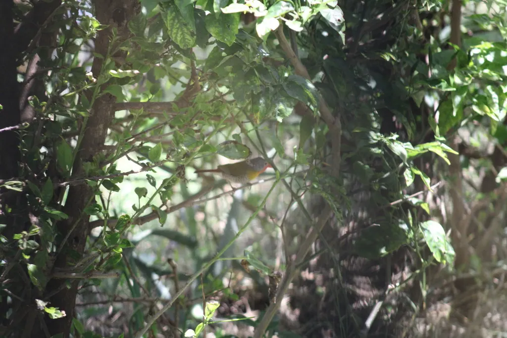 绿翅斑腹雀(Pytilia melba)