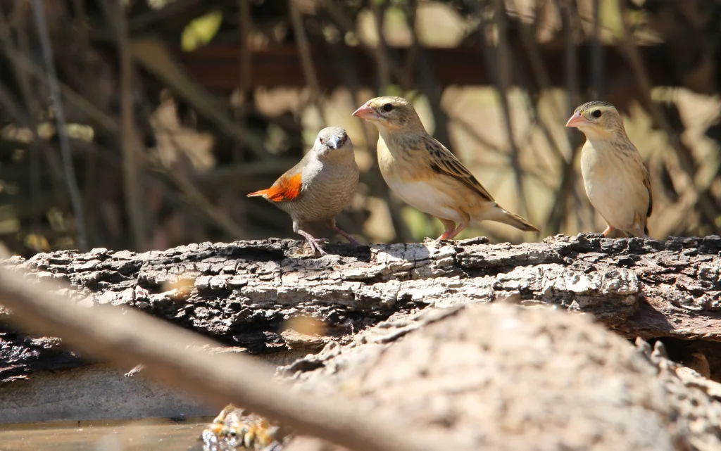 红翅斑腹雀(Pytilia phoenicoptera)