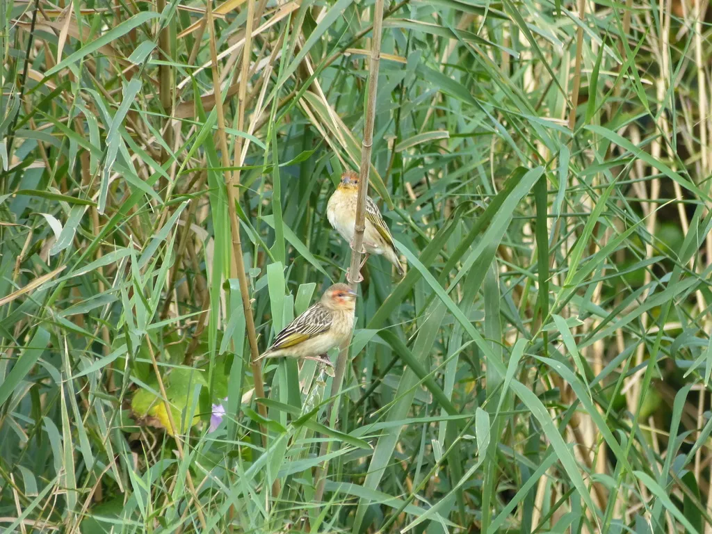 红头奎利亚雀(Quelea erythrops)