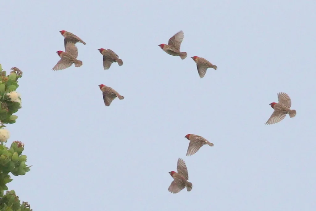 红头奎利亚雀(Quelea erythrops)
