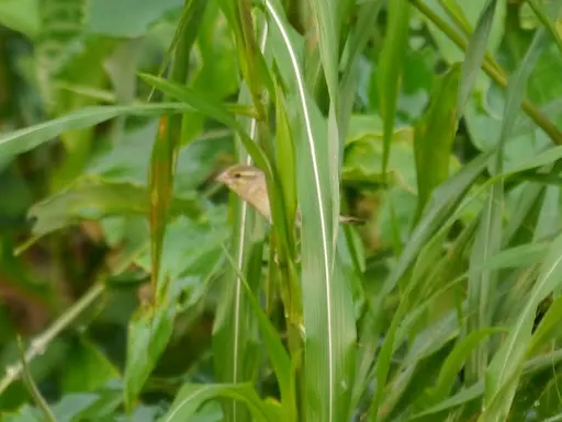 红头奎利亚雀(Quelea erythrops)