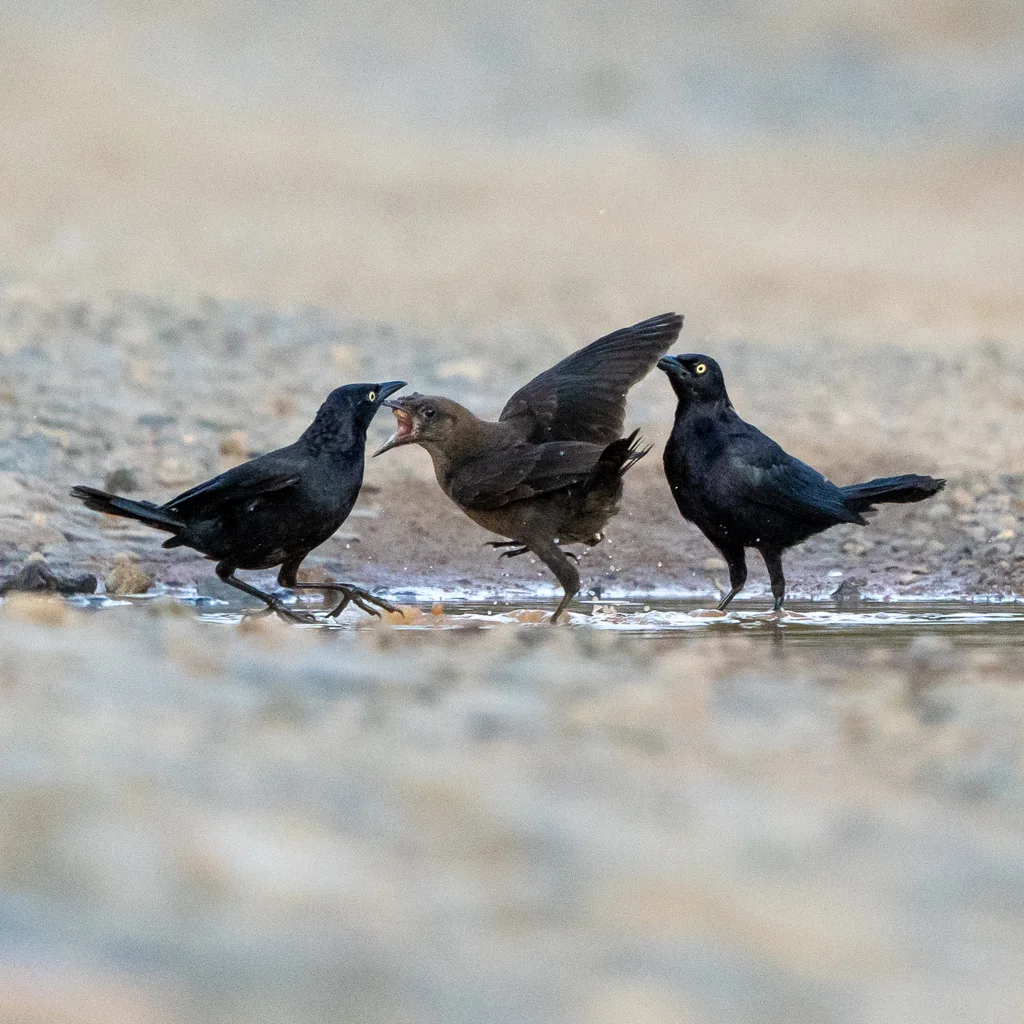 辉拟八哥(Quiscalus lugubris)
