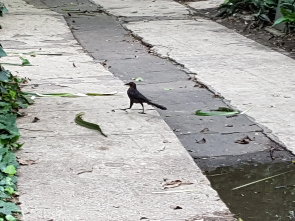 大尾拟八哥(Quiscalus mexicanus)