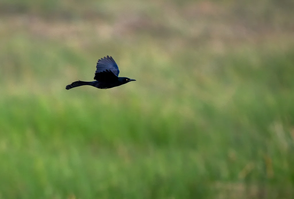 尼加拉瓜拟八哥(Quiscalus nicaraguensis)