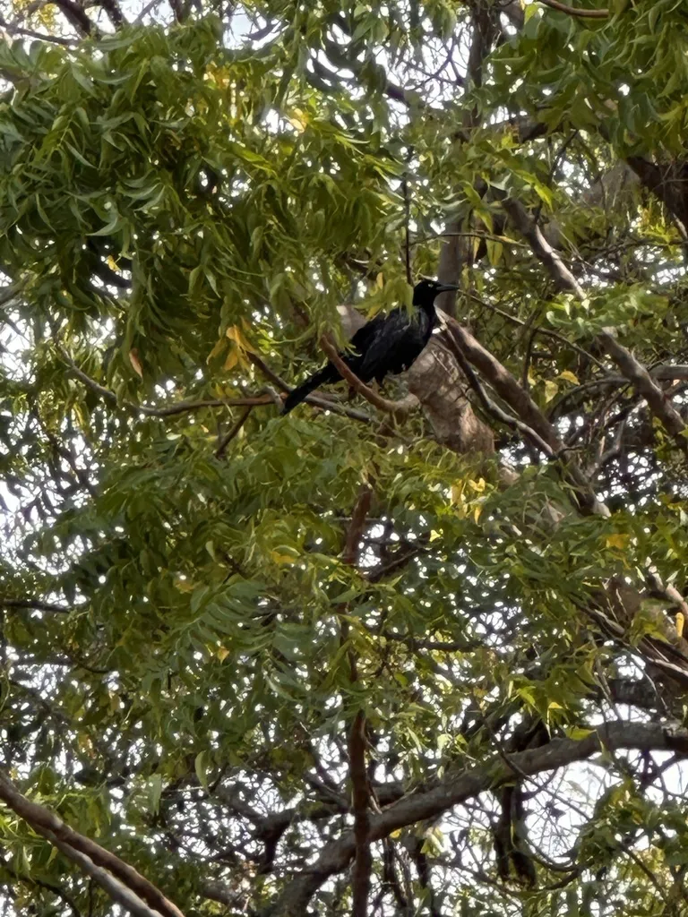尼加拉瓜拟八哥(Quiscalus nicaraguensis)