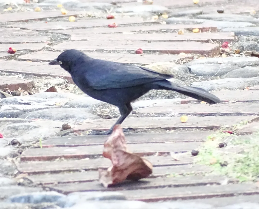 黑拟八哥(Quiscalus niger)
