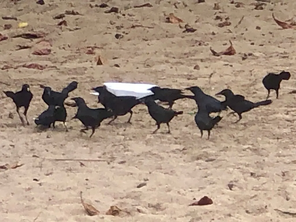 黑拟八哥(Quiscalus niger)