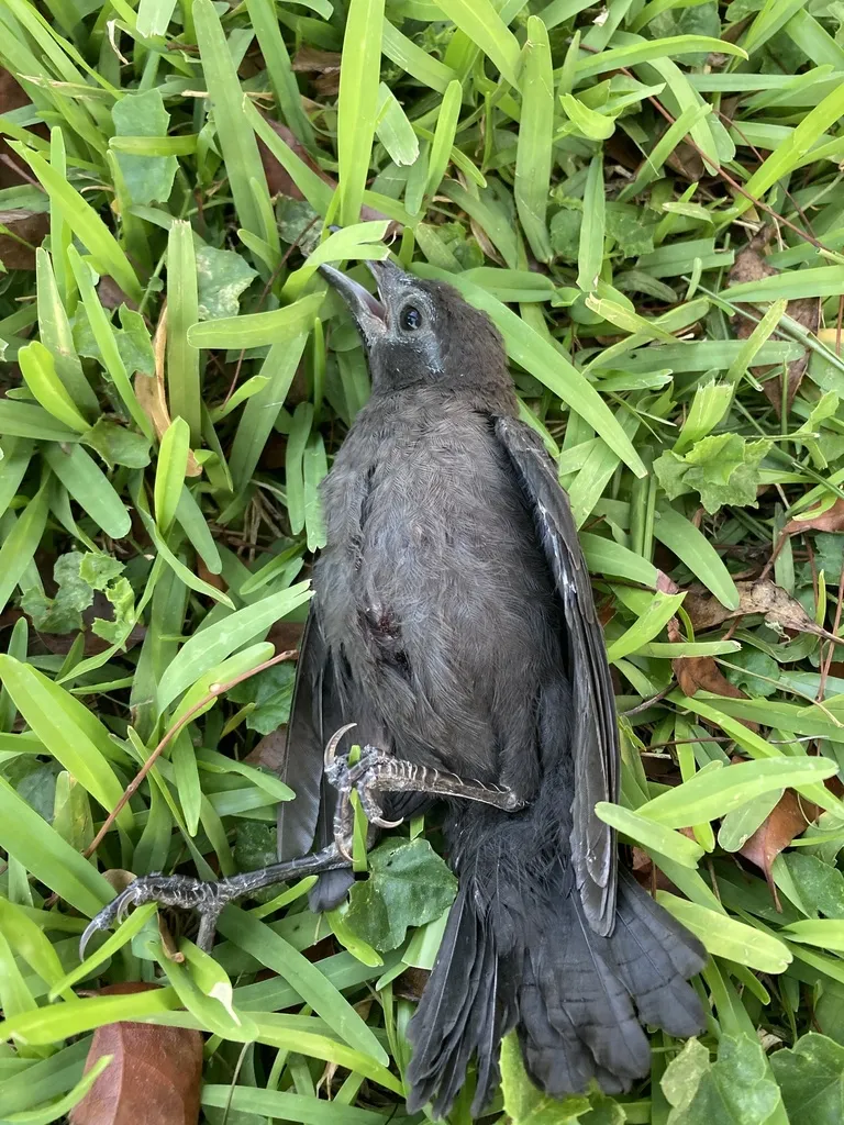 拟八哥(Quiscalus quiscula)