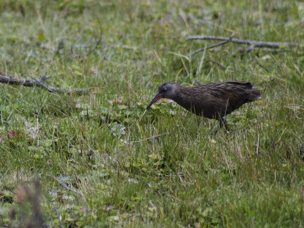 厄瓜多尔秧鸡(Rallus aequatorialis)