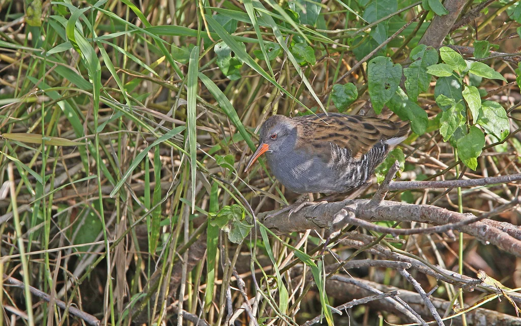 西方秧鸡(Rallus aquaticus)