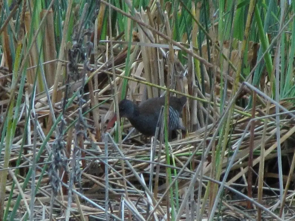 暗蓝秧鸡(Rallus caerulescens)
