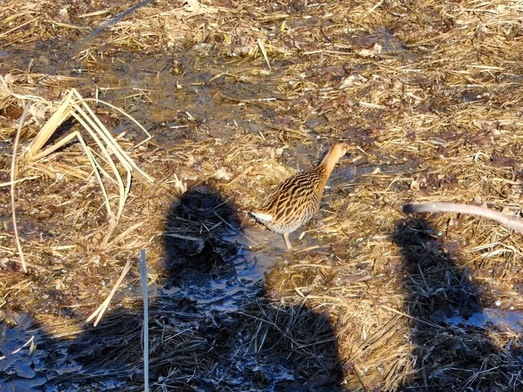 王秧鸡(Rallus elegans)