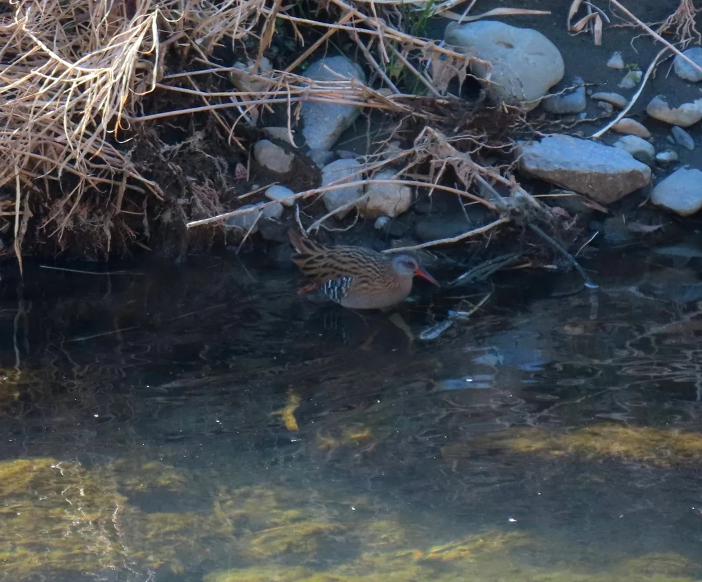 普通秧鸡(Rallus indicus)