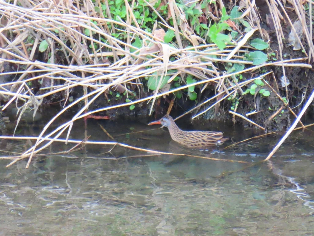 普通秧鸡(Rallus indicus)