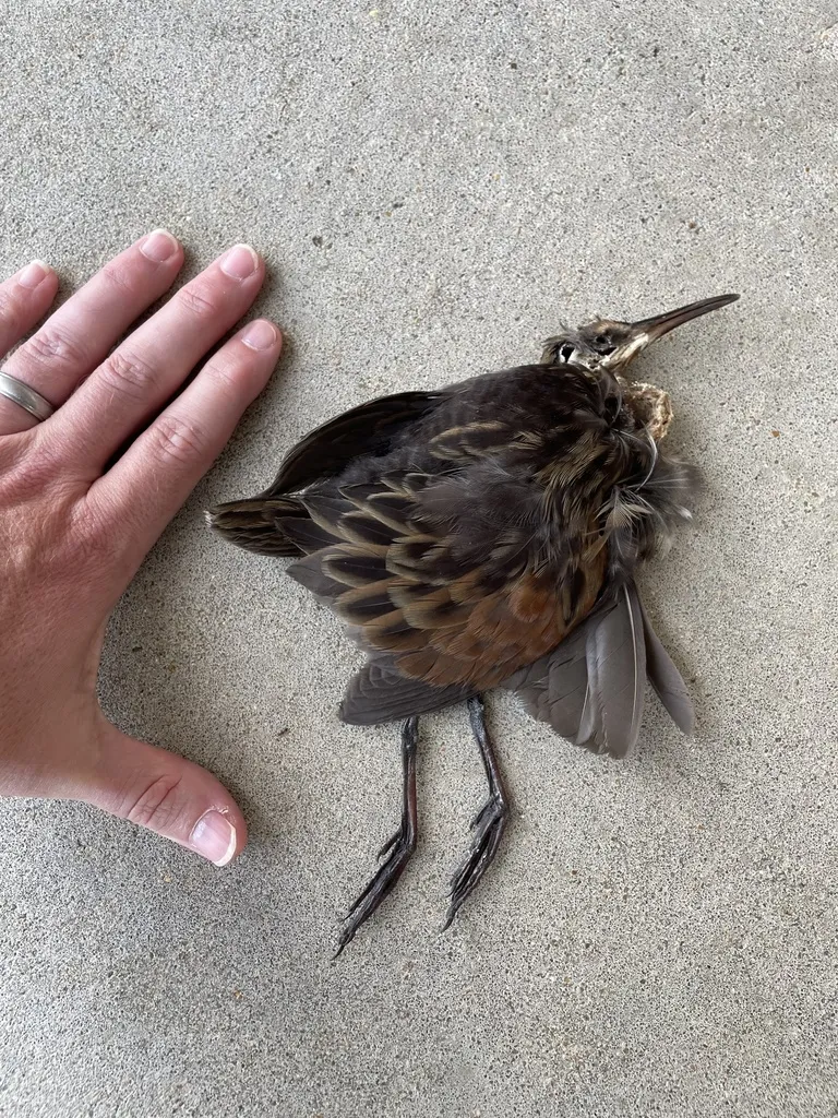弗吉尼亚秧鸡（Rallus limicola）